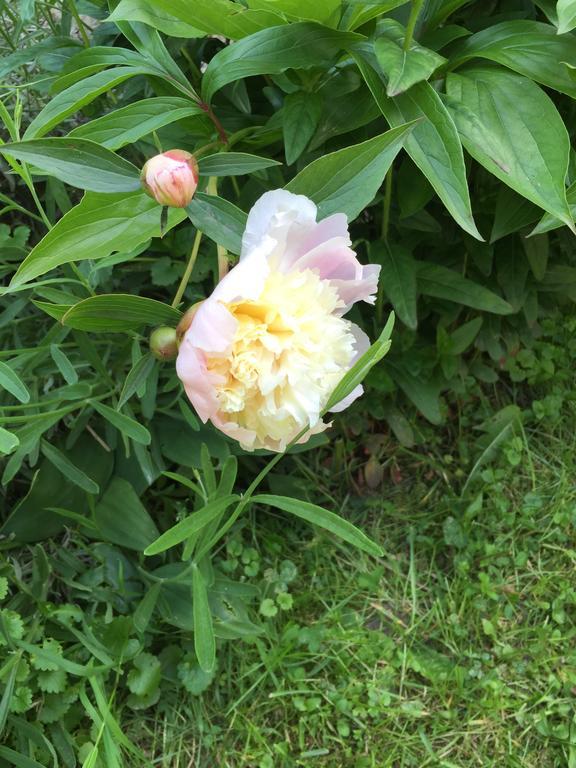 Country House Stoljetna Vila Seona エクステリア 写真